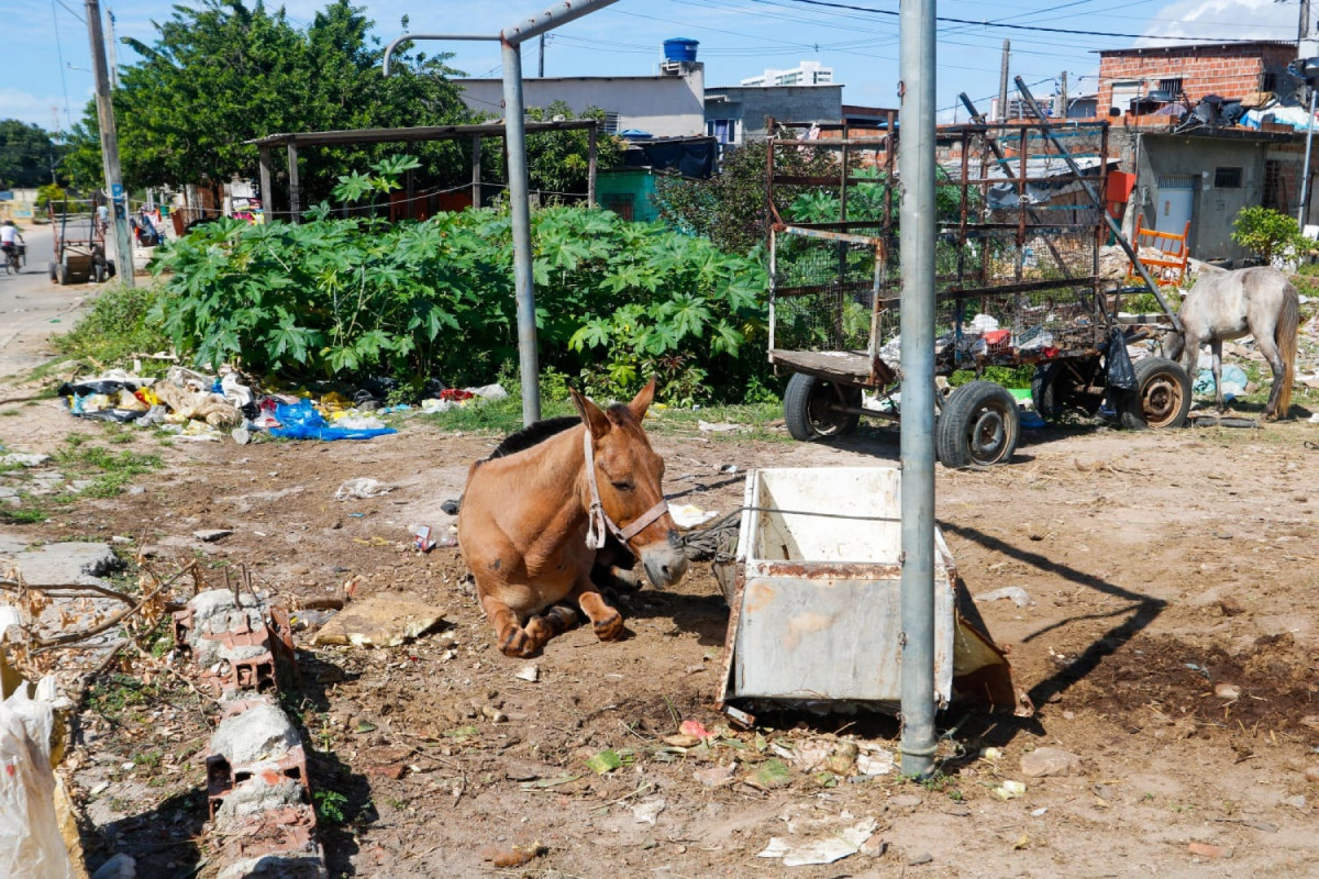 Animais são submetidos a condições precárias durante 