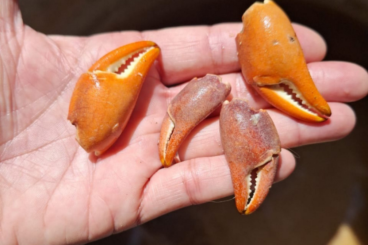 Outros caranguejos morreram em cativeiro