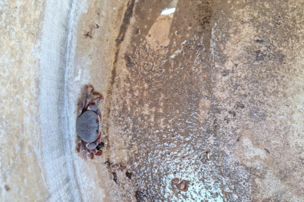Foto: Divulgação/ICMBIO