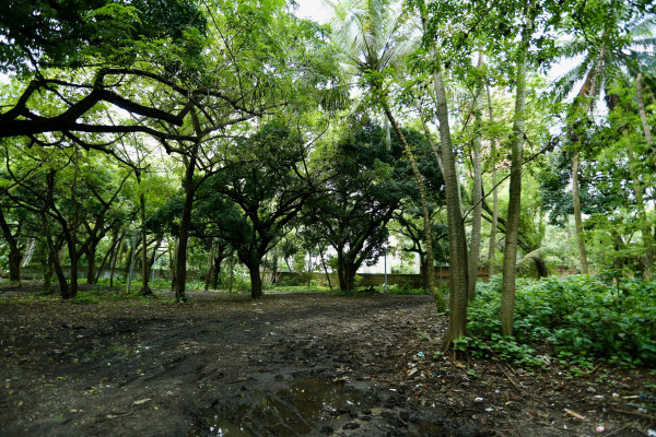 Áreas verdes ainda precisam de proteção para evitar desmatamento em massa (Foto: Rafael Vieira/DP Foto)