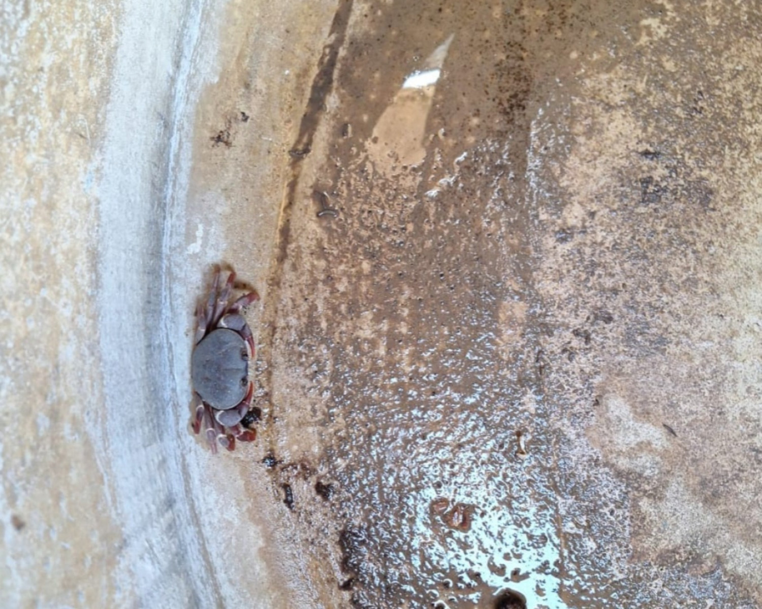 Foto: Divulgação/ICMBIO