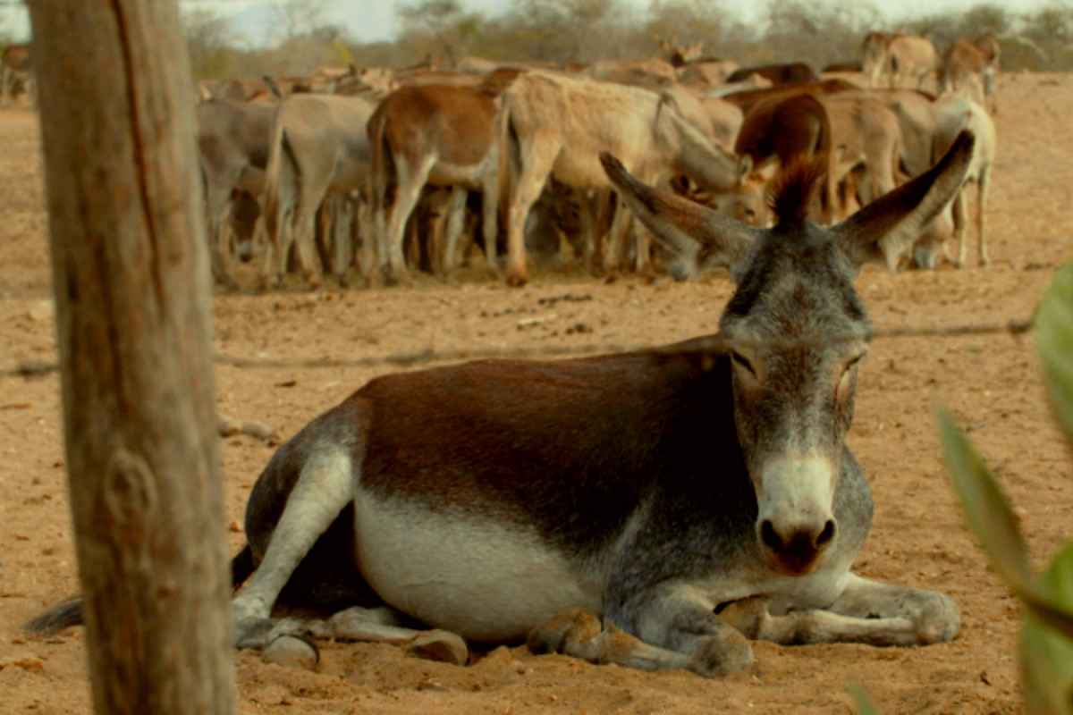 Animal é muito valorizado na China por causa do colágeno extraido de sua pele