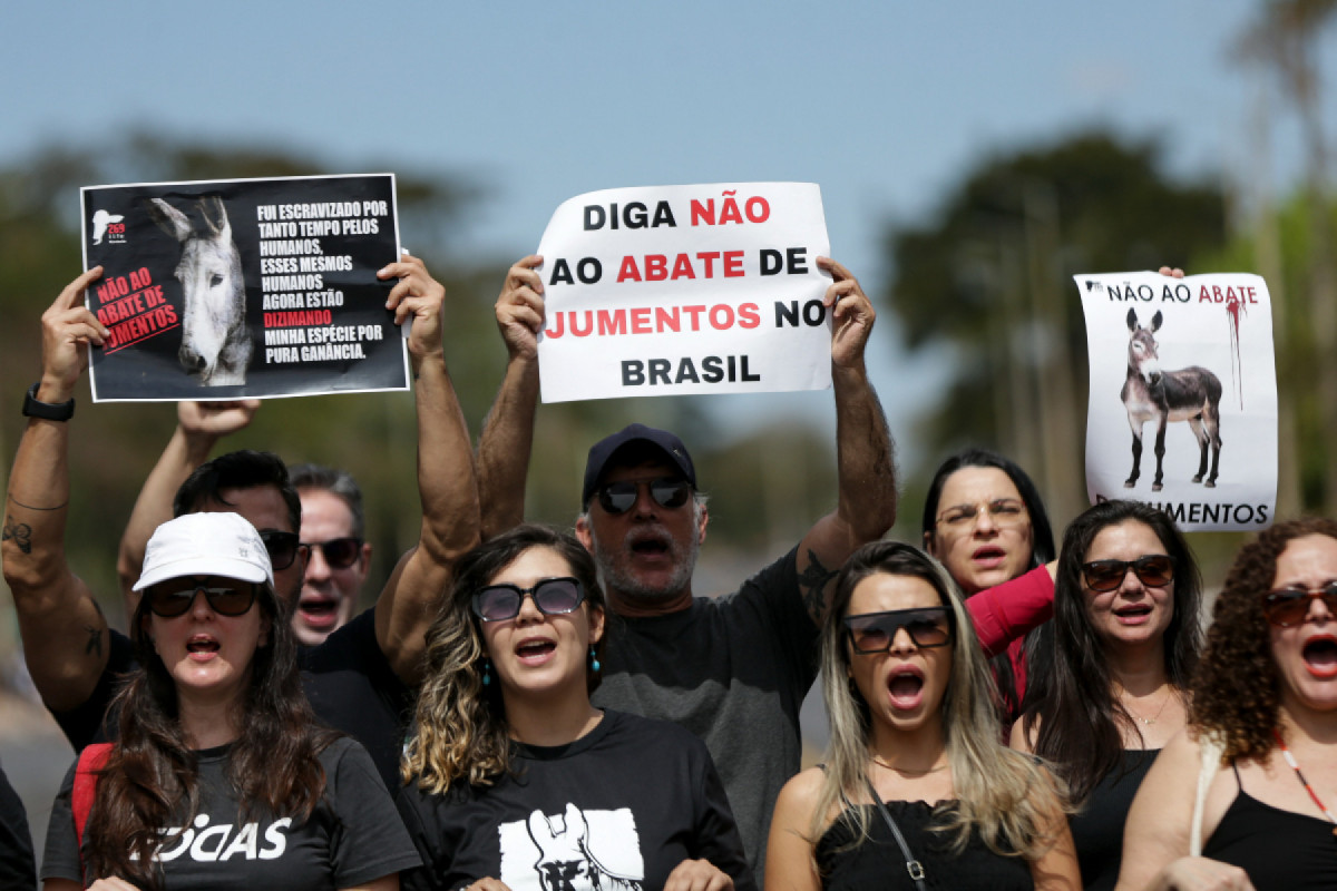 Entidades de proteção dos animais, ativistas e advogados protestam contra o abate de jumentos no Brasil
