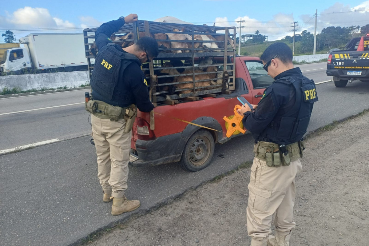 Motorista é autuado por transportar 37 caprinos de forma irregular na BR-232/Divulgação/PRF