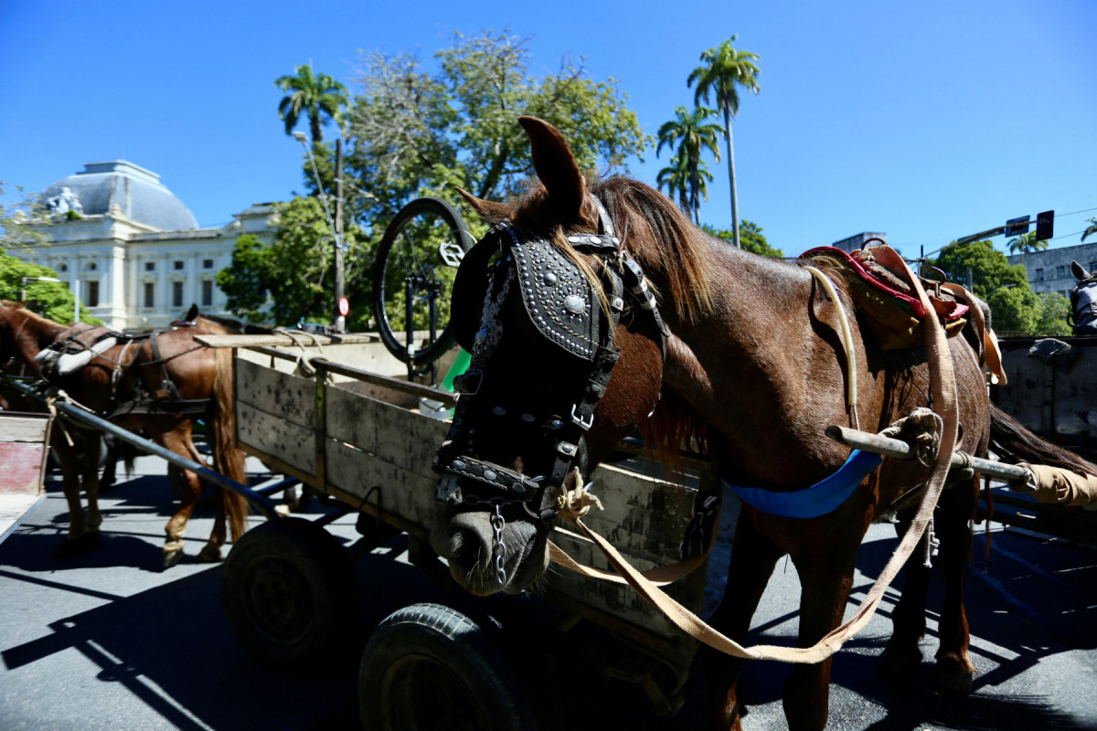 Segundo a lei, os proprietários que entregarem apenas o veículo de tração animal, sem o respectivo animal de tração, não receberam a indenização.
(Foto: Melissa Fernandes/DP Foto) Segundo a lei, os proprietários que entregarem apenas o veículo de tração animal, sem o respectivo animal de tração, não receberam a indenização.
/Foto: Melissa Fernandes/DP Foto