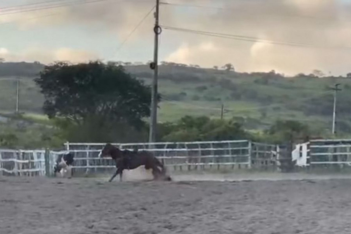 Vaqueiro caiu e foi pisoteado por cavalo em treino em Panelas (Foto: Reprodução/Instagram)