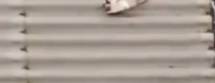 Gato está preso no teto do Centro de Especialidades da Saúde da Mulher e da Criança  (Foto: Reprodução)