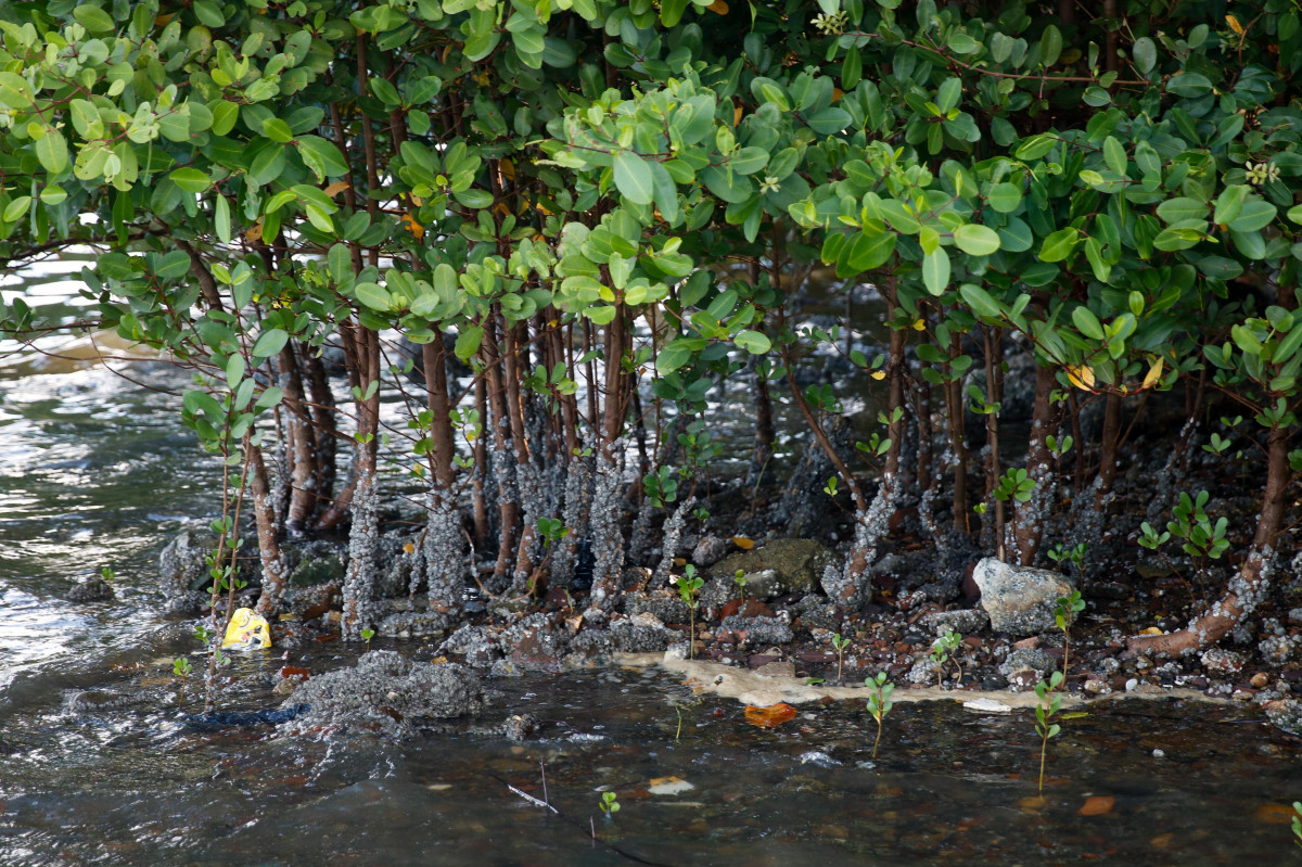 Mange funciona como um filtro natural, limpando a água e removendo poluentes (Foto: Marina Torres/DP Foto)