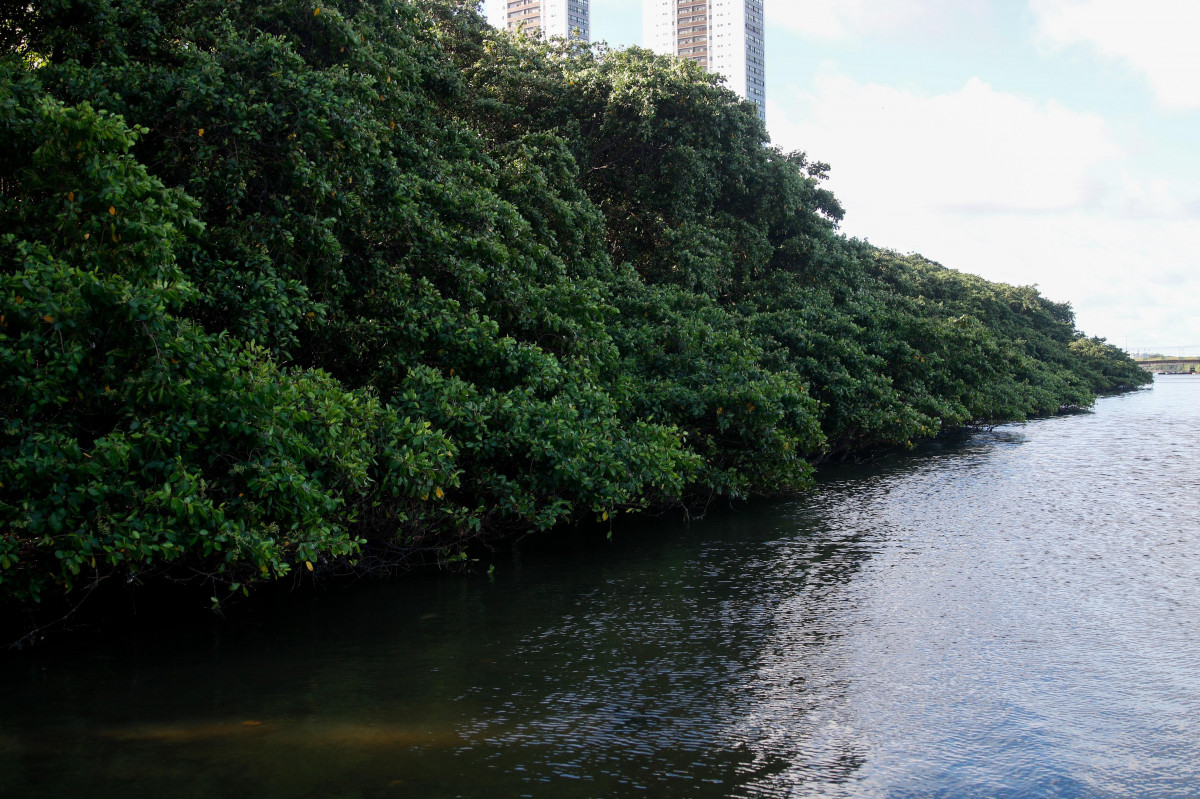 O mangue é um berçário da vida, abrigando uma imensa biodiversidade de peixes, crustáceos e aves (Foto: Marina Torres/DP Foto)