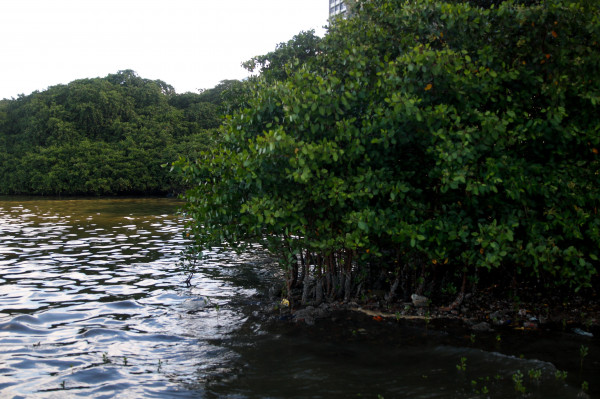 Recife &eacute; rico em mangues, que mangue s&atilde;o sustento por meio da pesca e coleta de produtos como o caranguejo (Foto: Marina Torres/DP Foto)