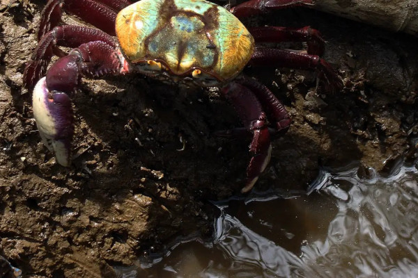Caranguejos são essenciais para funcionamento do mangue e de outras espécies (Foto: ICMBio)