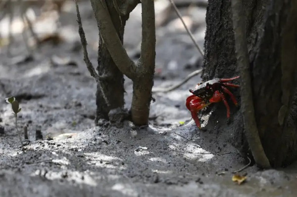 Caranguejo aratu-vermelho (Goniopsis cruentata) em manguezal  (Foto: Fernando Frazão/Agência Brasil)