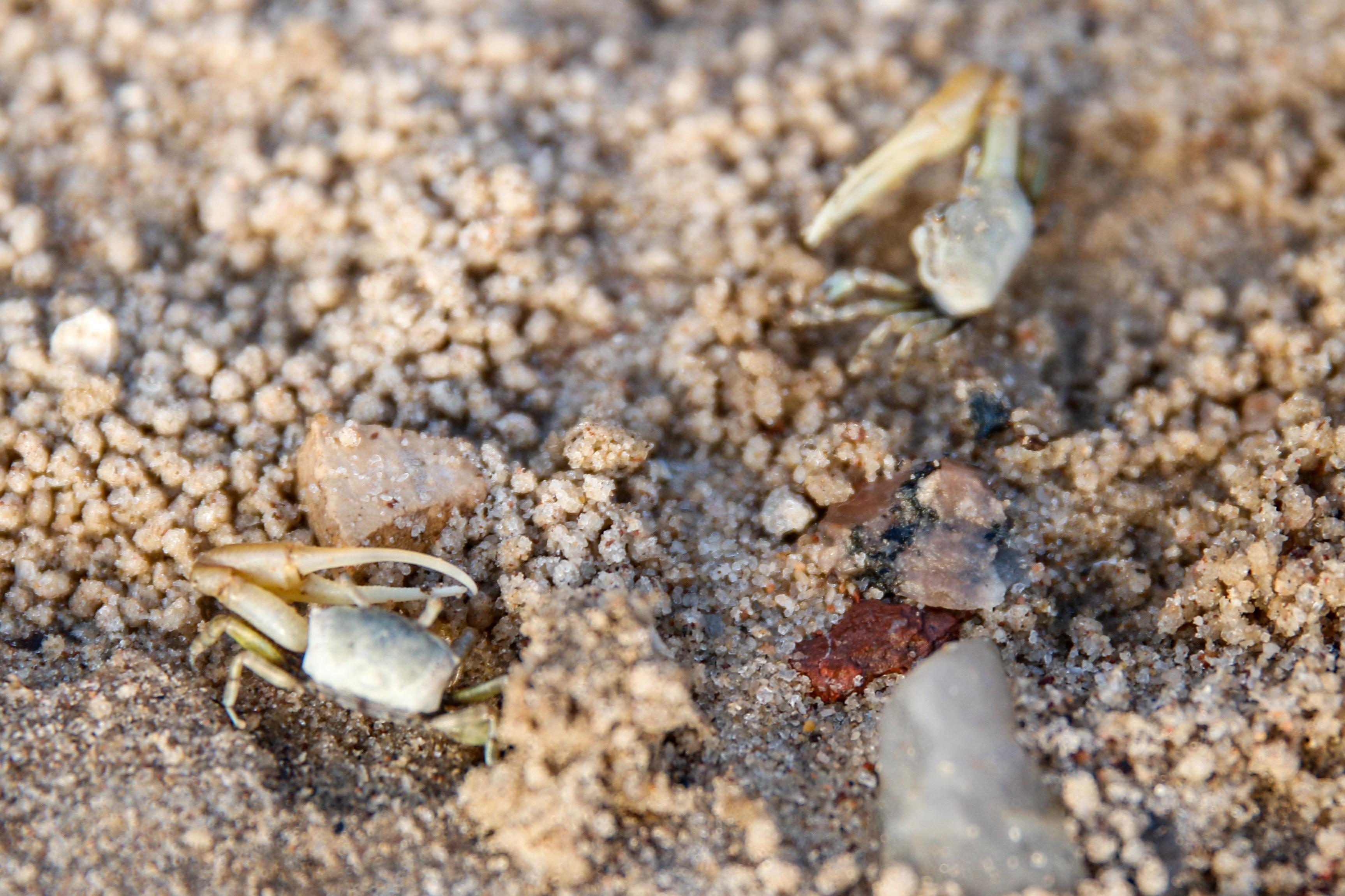 Foto: Marina Torres/DP Foto