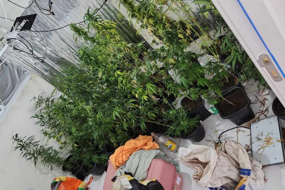 Estufa de maconha é apreendida pela PM no Grande Recife
(Ascom/PMPE) Estufa de maconha é apreendida pela PM no Grande Recife
/Ascom/PMPE
