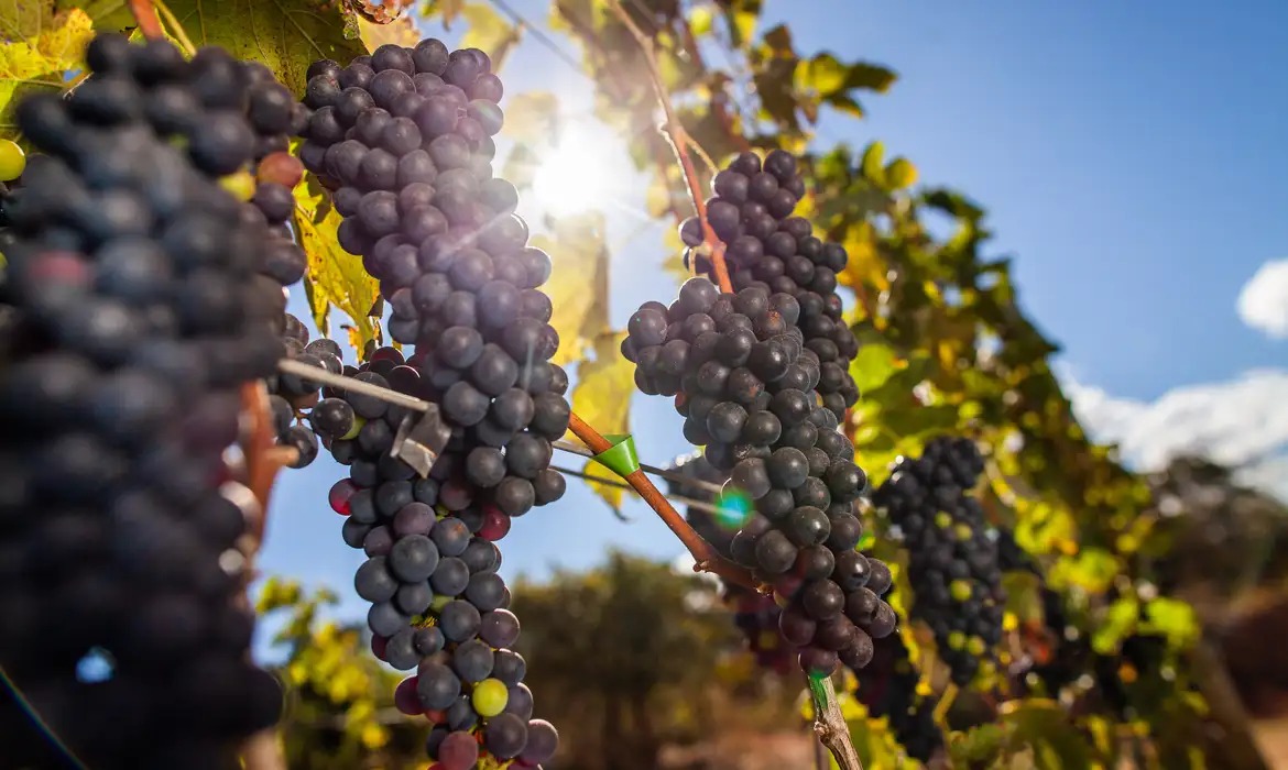 Em 2024, a uva foi responsável pela produção de 755 mil toneladas, enquanto a cana chegou a 16 milhões de toneladas na produção/Foto: Confederação da Agricultura e Pecuária do Brasil (CNA)