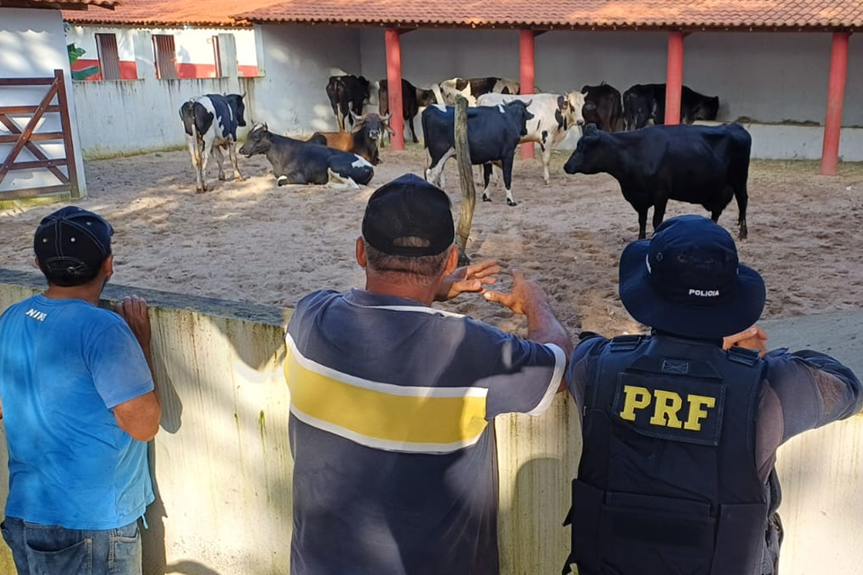 Onze bois e vacas foram resgatados e levados para Centro de Controle Anima, de Garanhuns/DIVULGAÇÃO/PRF