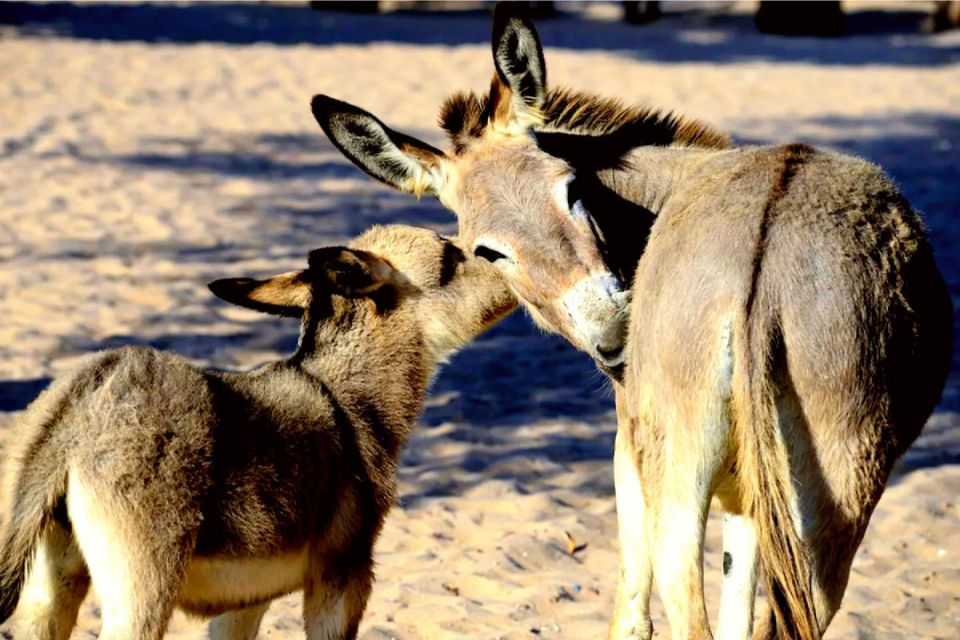 O projeto inclui a produção de outros produtos derivados do leite de jumenta, como cosméticos, sabonetes e queijos (The Donkey Sanctuary/divulgação) O projeto inclui a produção de outros produtos derivados do leite de jumenta, como cosméticos, sabonetes e queijos/The Donkey Sanctuary/divulgação