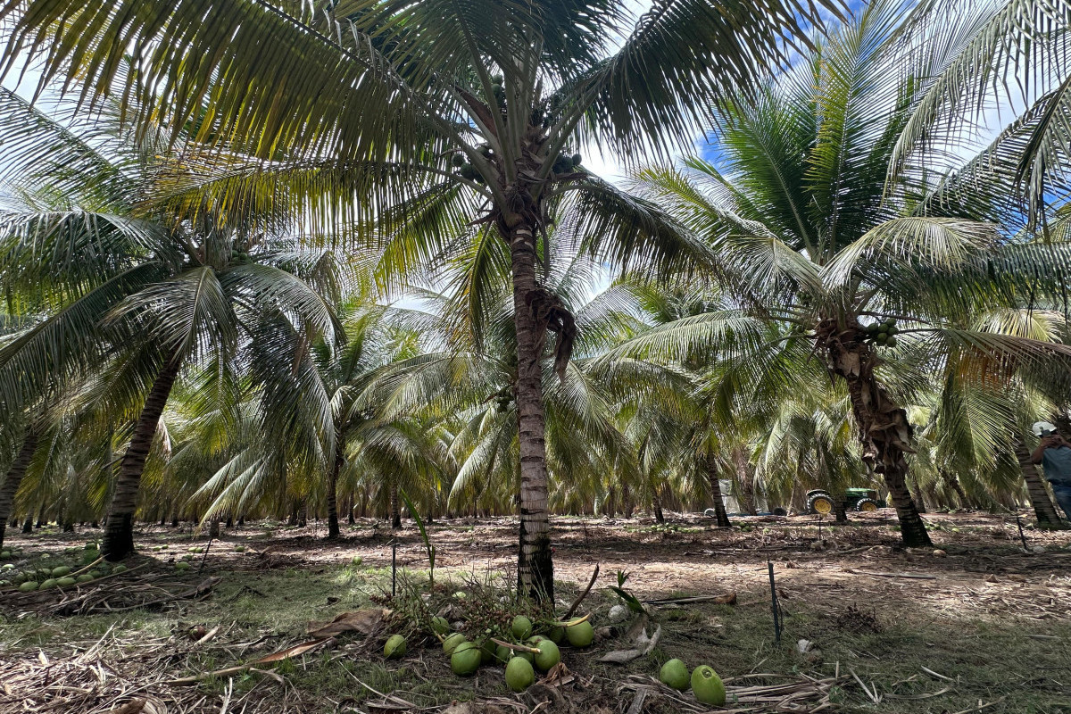Produção do coco em Petrolina pode chegar a R$ 150 mil por 50 hectares (Foto: Thatiany Lucena/DP) Produção do coco em Petrolina pode chegar a R$ 150 mil por 50 hectares/Foto: Thatiany Lucena/DP