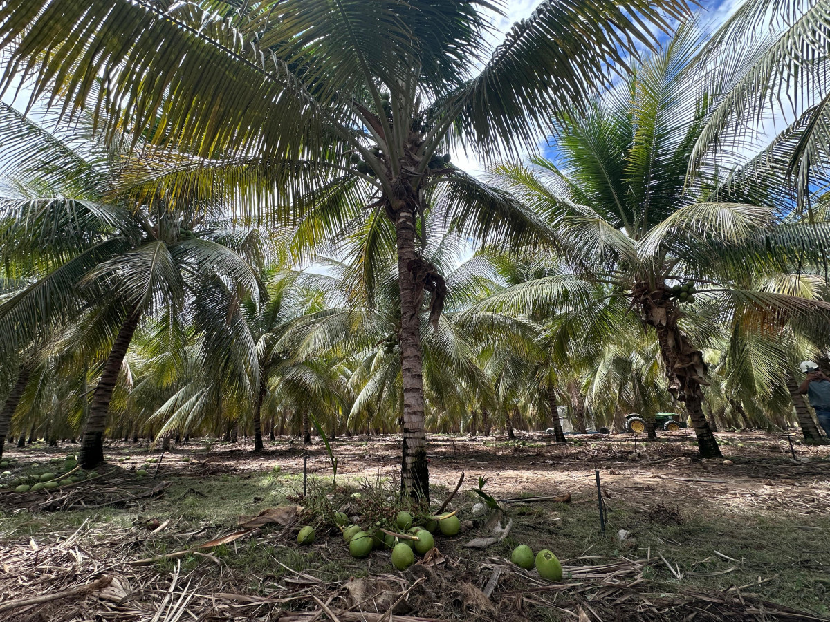 Foto: Thatiany Lucena/DP