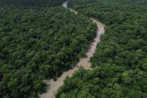 Somada ao que já havia sido afetado anteriormente, a Amazônia, em 2024, já havia perdido 18,7% da vegetação nativa, dos quais 15,3% foram ocupados por atividades humanas