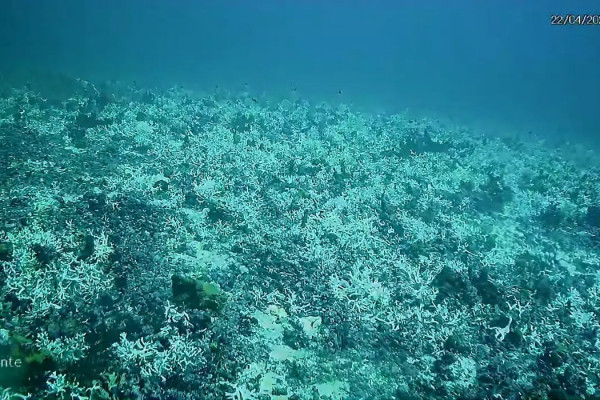 Recifes de coral têm sofrido com branqueamento devido ao aumento da temperatura do mar (Foto: UFPE)