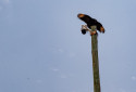 Câmeras vigiam orla de Maracaípe - Rafael Vieira/DP Foto