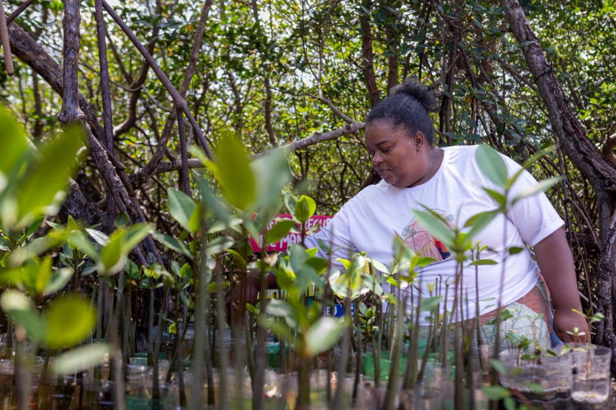 Helena Ivalda quer replantar mangue envenenado por poluição em Maracaípe, no Litoral Sul de Pernambuco/Rafael Vieira/DP Foto