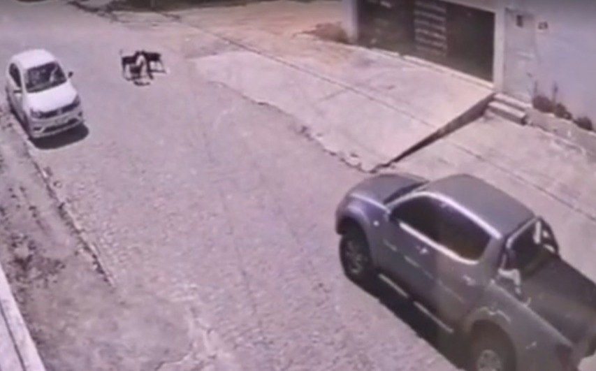 Cachorro não conseguiu escapar do impacto/Foto: Reprodução
