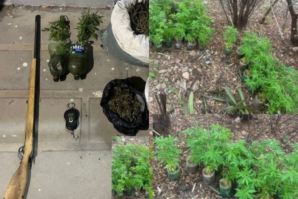 PM destrói plantação de maconha após identificar desvio de água em Salgueiro, no Sertão de Pernambuco
/Ascom PMPE