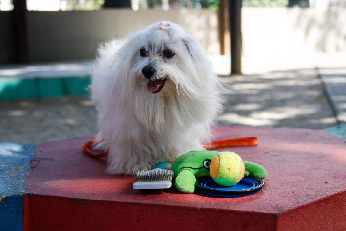 O Brasil tem aproximadamente 160 milhões de pets, uma média de 2,2 animais por residência/Foto: Marina Torres/DP Foto