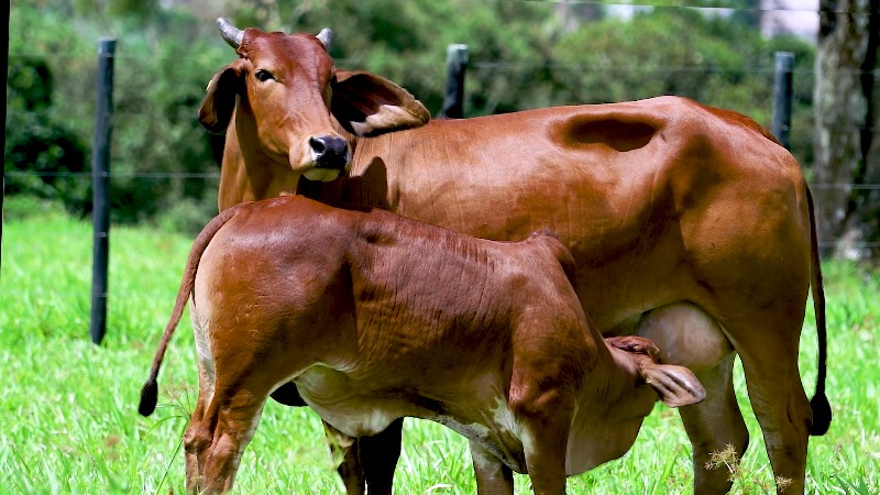 Animais que estarão no leilão virtual (Divulgação) Animais que estarão no leilão virtual/Divulgação