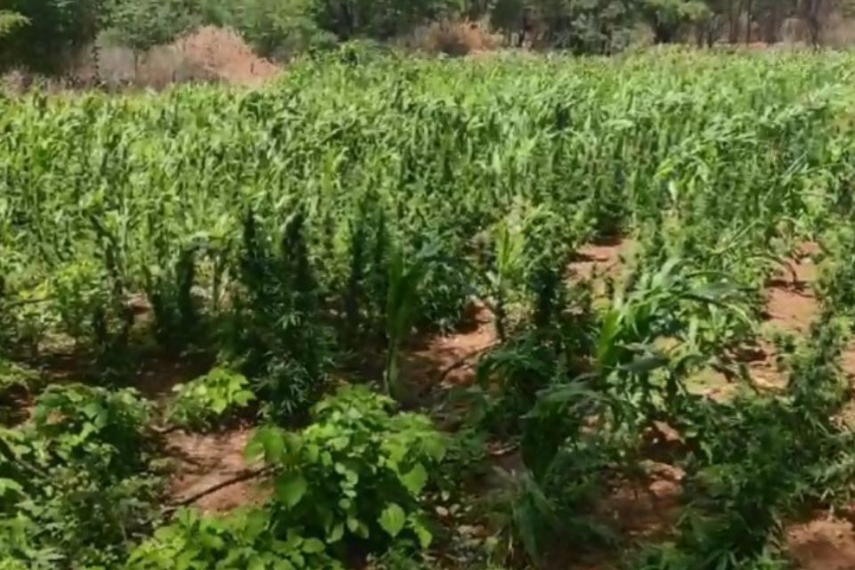 Polícia erradica quase 13 mil pés de maconha em Floresta, no Sertão de Pernambuco
(Ascom PMPE) Polícia erradica quase 13 mil pés de maconha em Floresta, no Sertão de Pernambuco
/Ascom PMPE