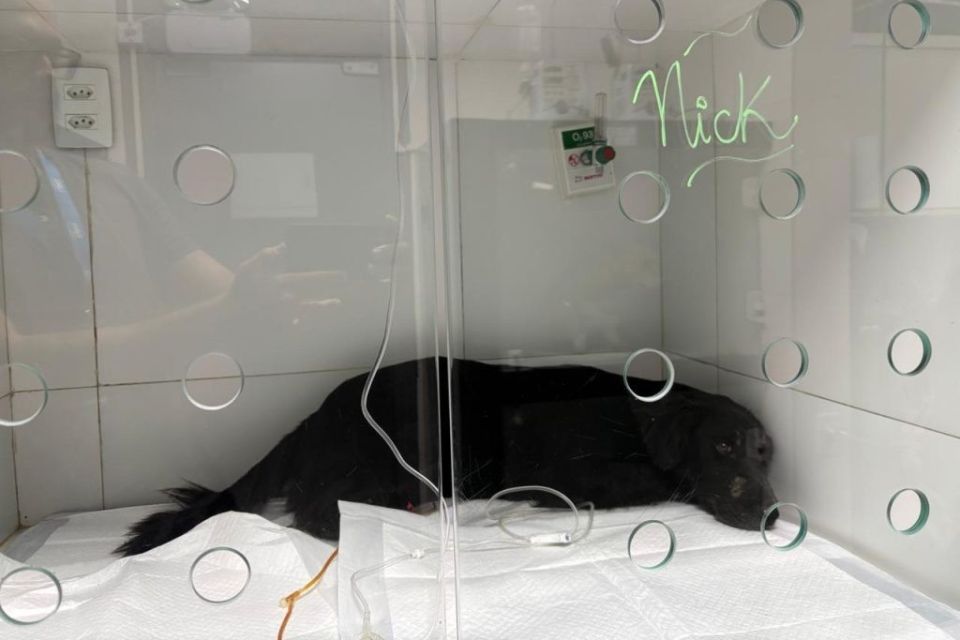 Morre o cachorro Morre o cachorro
