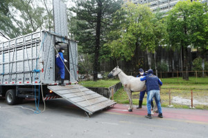 Prefeitura do Recife resgata 13 cavalos em operação contra maus-tratos a animais
