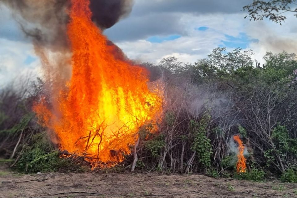 Operação da PF destrói plantações que poderiam produzir cerca de 100 toneladas de maconha
 (Foto: Polícia Federal)