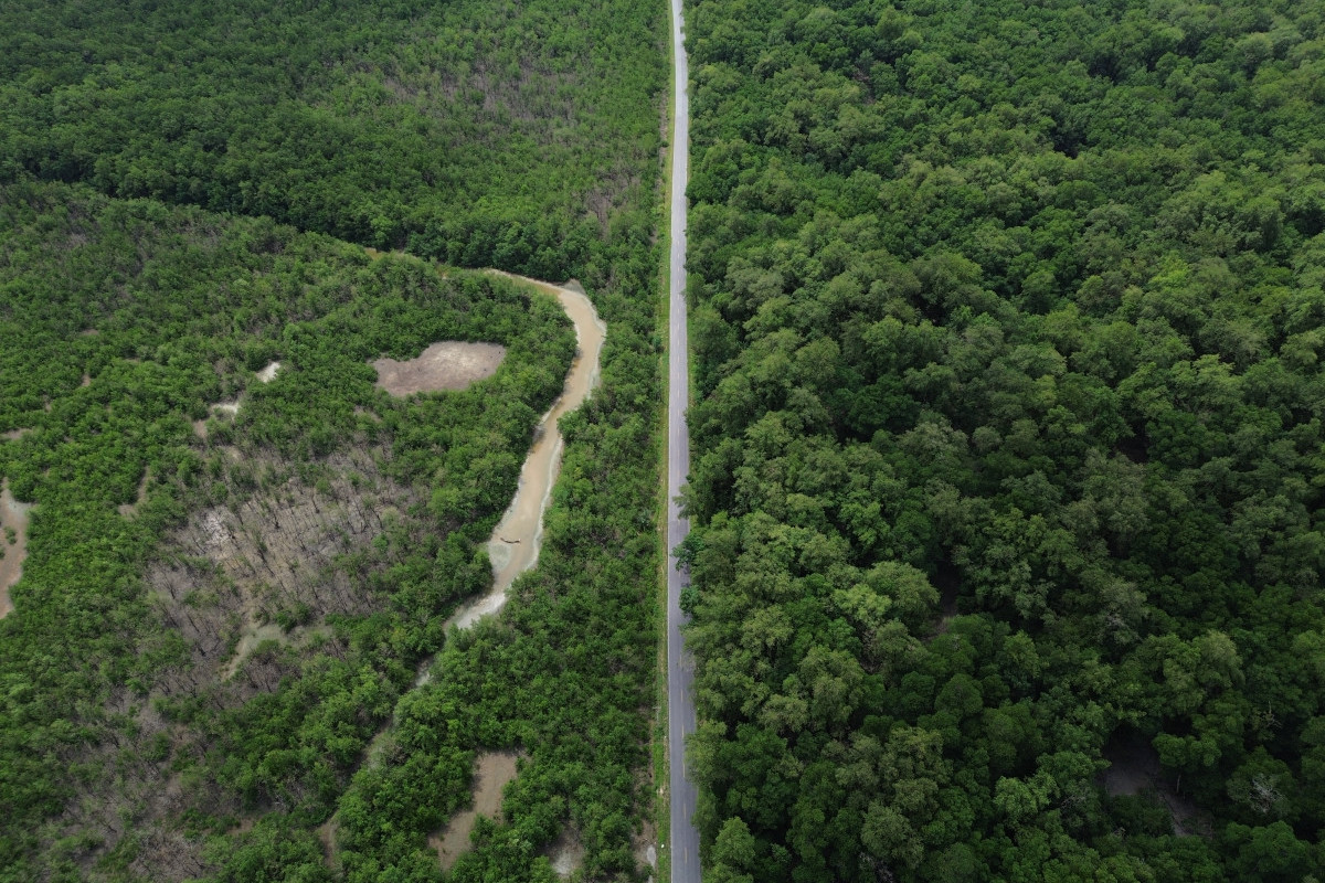 Mangues da Amazônia (Fernando Frazão/Agência Brasil) Mangues da Amazônia/Fernando Frazão/Agência Brasil