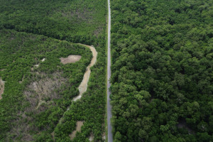 Mangues da Amazônia