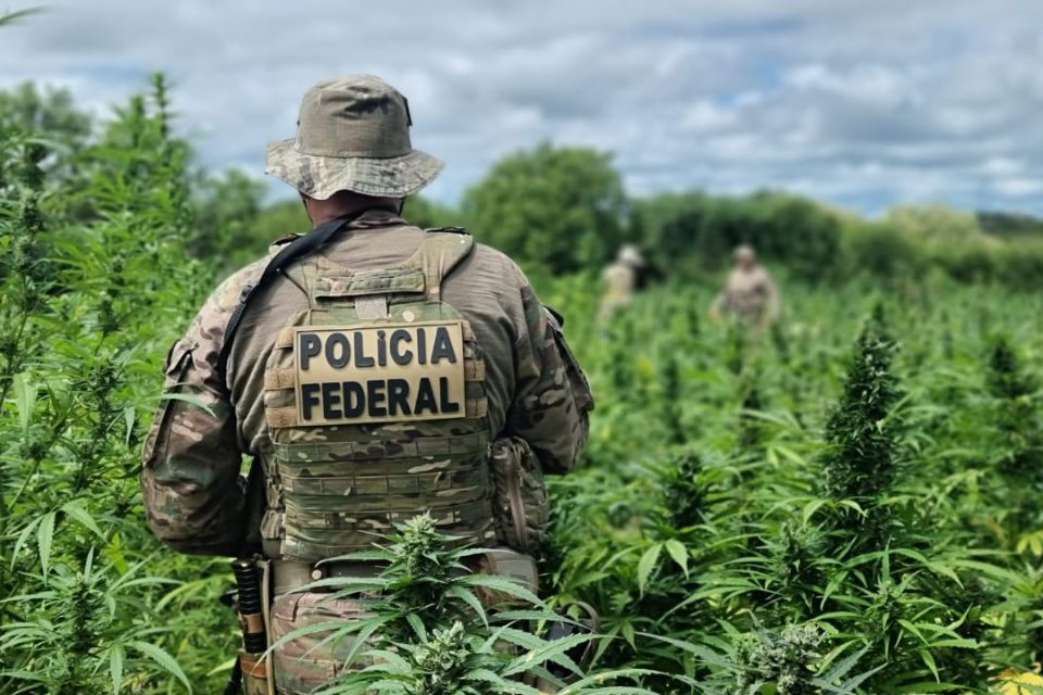 Operação da PF destrói plantações que poderiam produzir cerca de 100 toneladas de maconha
 (Foto: Polícia Federal) Operação da PF destrói plantações que poderiam produzir cerca de 100 toneladas de maconha
/Foto: Polícia Federal