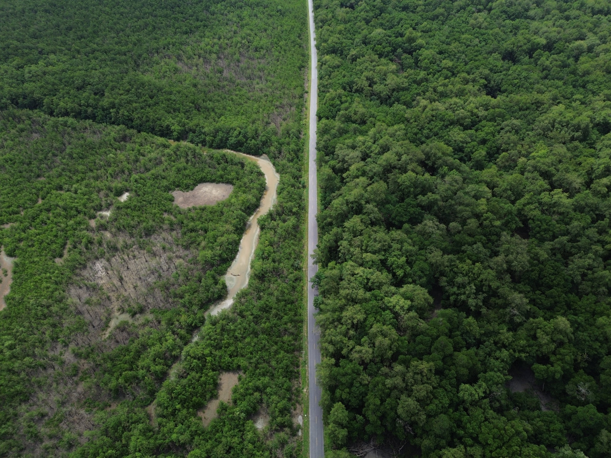 Mangues da Amazônia (Fernando Frazão/Agência Brasil)