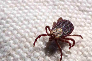 Doença é transmitida pelo carrapato 