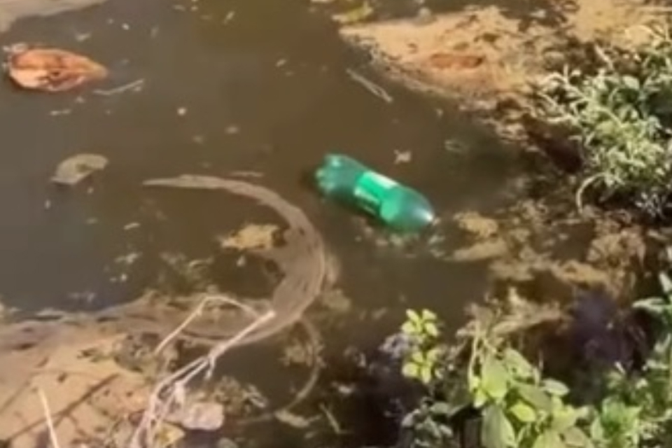 Imagens divulgadas em redes sociais mostram animais mortos em canal/REPRODUÇÃO/VÍDEO