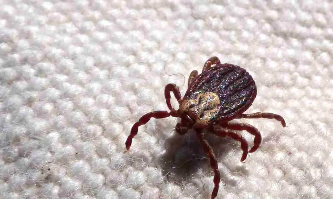 Doença é transmitida pelo carrapato /Prefeitura de Jundiaí