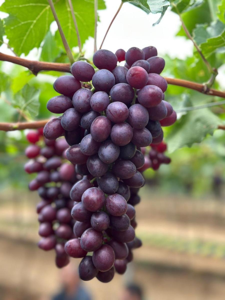 Plantação de uva  (Arquivo Pessoal/Cortesia )