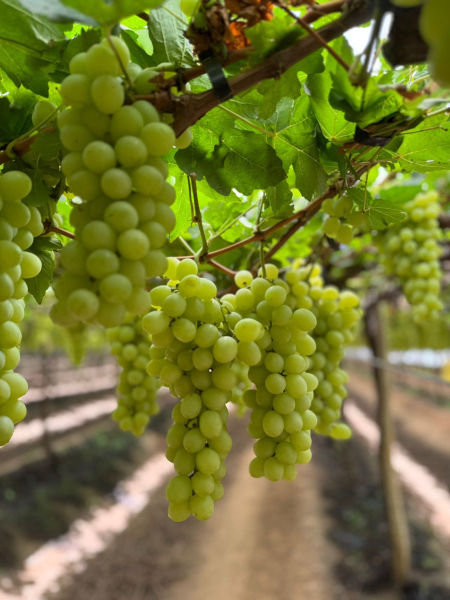 Plantação de uva  (Arquivo Pessoal/Cortesia )