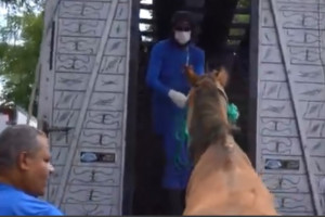 Cavalos foram recolhidos e serão disponibilizados para adoção 