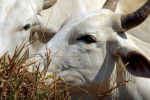 Bois furtados foram vendidos em feiras próximas de Agrestina.