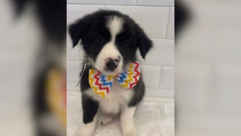 Segundo a empresa, duas pessoas se machucaram tentando impedir que o homem levasse o filhote; um deles teria quebrado o nariz e o outro a perna./Reprodução/Redes sociais