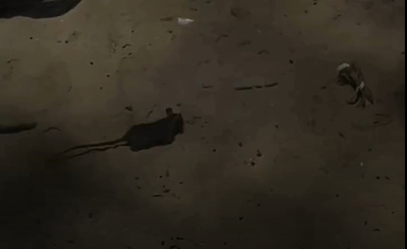  /Reprodução/Redes Sociais