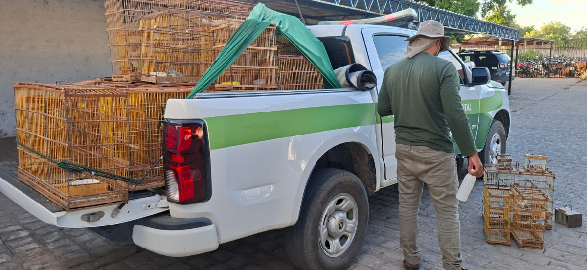 Operaçaõ da CPRH resgata aves em Serra Talhada/Foto: CPRH/Divulgação