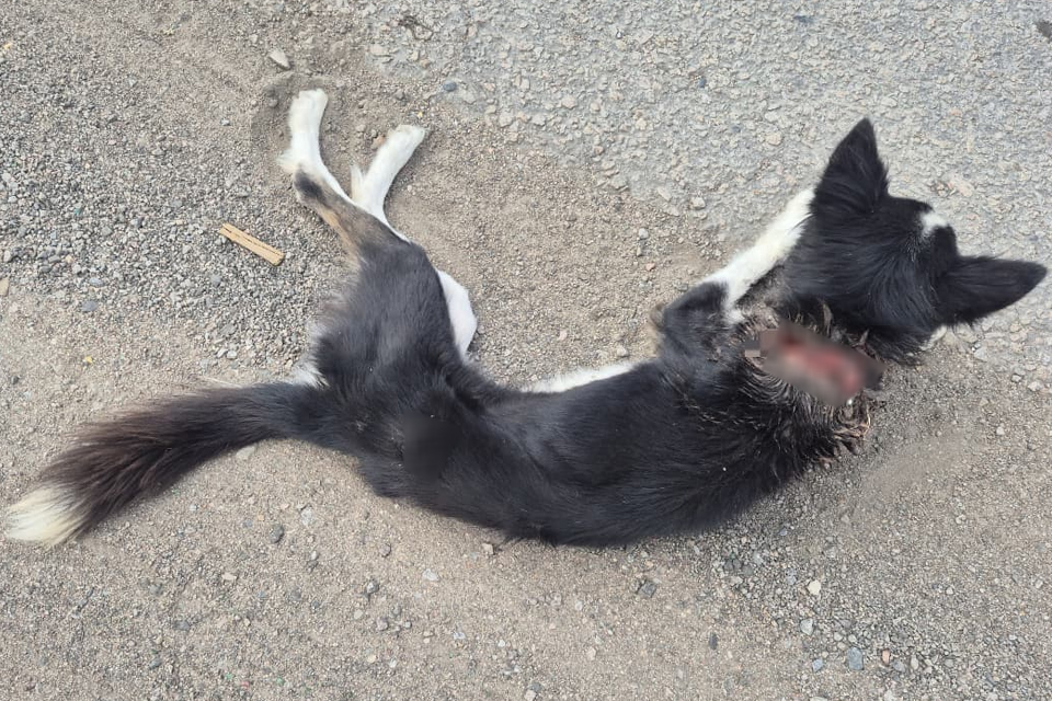 Cadela recebeu atendimento de urgência veterinária em Bezerros/DIVULGAÇÃO/PRF